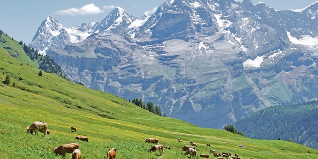 Schon bald gehen wieder viele Rinder und Kühe auf die Alp.(Bild pf)