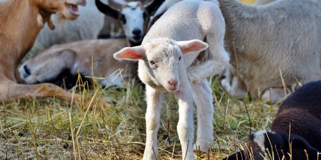 Das Motiv für die Diebstähle ist noch unklar. (Bild Capri23auto/pixabay)