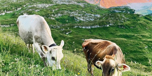 Die Milchviehhaltung wird trotz kleinen Strukturen im Kanton Uri beibehalten. Wegen des hohen Anteils an Alpwirtschaft und der Freude an der Viehzucht und an schönen Tieren. Das Bild zeigt die Sömmerung auf Alpen am Klausenpass.