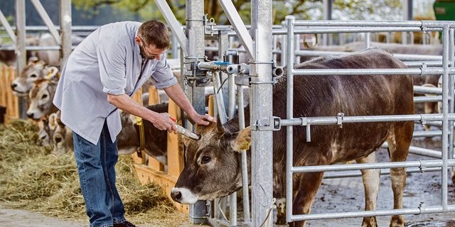 Der Bundesrat erlaubt mit der Revision des Lebensmittelrechts die Betäubung und Entblutung von Tieren auf der Weide oder dem Herkunftsbetrieb. (Bild BauZ)