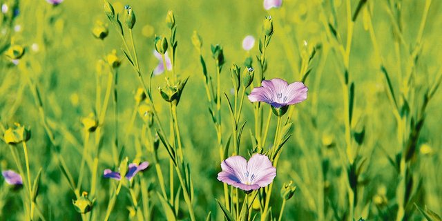 Auch Lein wird als Nischenkultur vorgestellt. (Bild Pixabay)