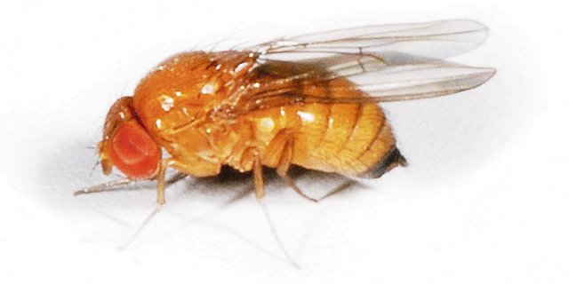 Kirschessigfliegen erreichen 2 bis 3 mm Länge. (Bild Wikipedia)