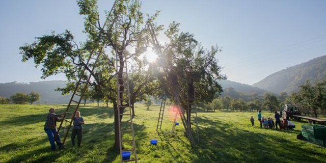 Derzeit wird ein Überschuss an Hochstamm-Birnen produziert. (Bild zvg/Coop)