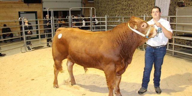 Der Limousin-Stier Burri's Tarzan MHF von den Züchtern Franz und Anita Burri-Meier aus Dagmersellen LU war am Mittwoch dieser Woche mit 8900 Franken der teuerste Stier am Stierenmarkt. (Bild Hans Rüssli)