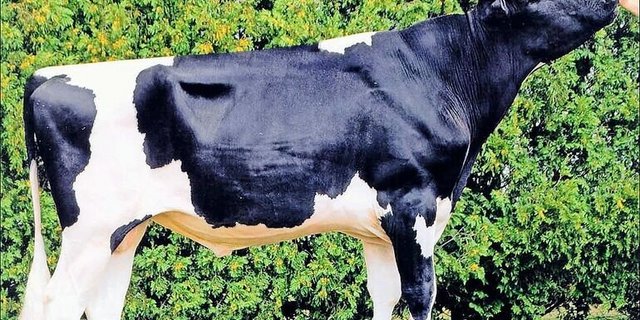 Der Rotfaktorstier Khw Elm-Park Acme mausert sich immer mehr zum 100 000er-Stier.