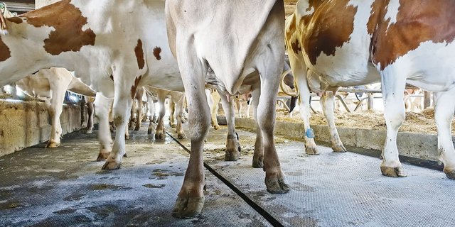 Die Kühe des Gutsbetriebes Hohenrain geniessen den neuen rutschfesteren Gummibelag auf dem Laufgang im Stall. (Bilder Markus Bucheli)
