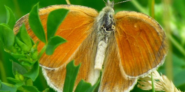 Das grosse Wiesenvögelchen ist auf Moore angewiesen. Solche Spezialisten unter den Schmetterlingen sind zunehmend bedroht. (Bild Wikipedia)