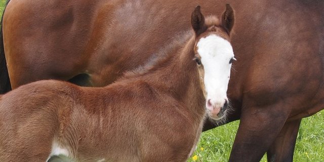 Haben bisher stark abgenommen: Die Geburten von Equiden 2019. (landwirtschaft.ch, Stephan Rieder)