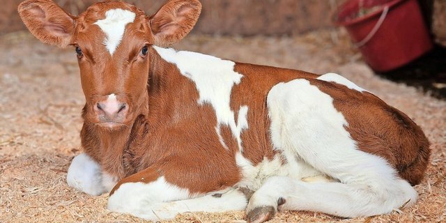 Die Bestände schrumpfen. Die Geburt eines gesunden Kalbes ist in Zeiten der Blauzunge keine Selbstverständlichkeit mehr.