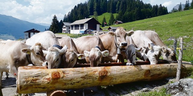 Die Grünlandherde des Plantahofs verbringt den Sommer auf der Alp Parpan (Bild Plantahof).