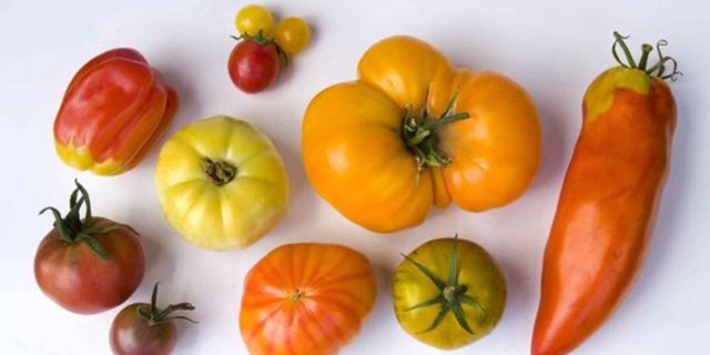 Die Sortenvielfalt bei den Tomaten ist gross, auf dem Markt sind jedoch nur wenige Sorten erhältlich. (Bild: zvg)