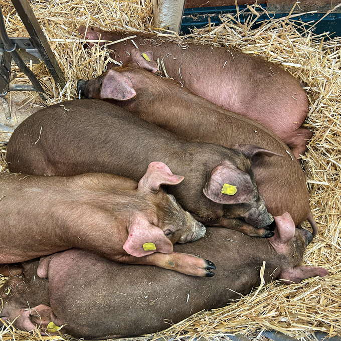 Frühmorgens liegen die Schweine noch eingekuschelt beieinander. 