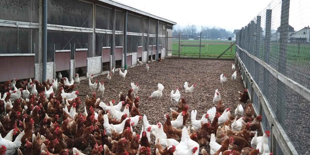 Die Schweizer Bauern konnten deshalb in den letzten Jahren die Eierproduktion ausdehnen. (Bild Josef Kottmann/zvg)
