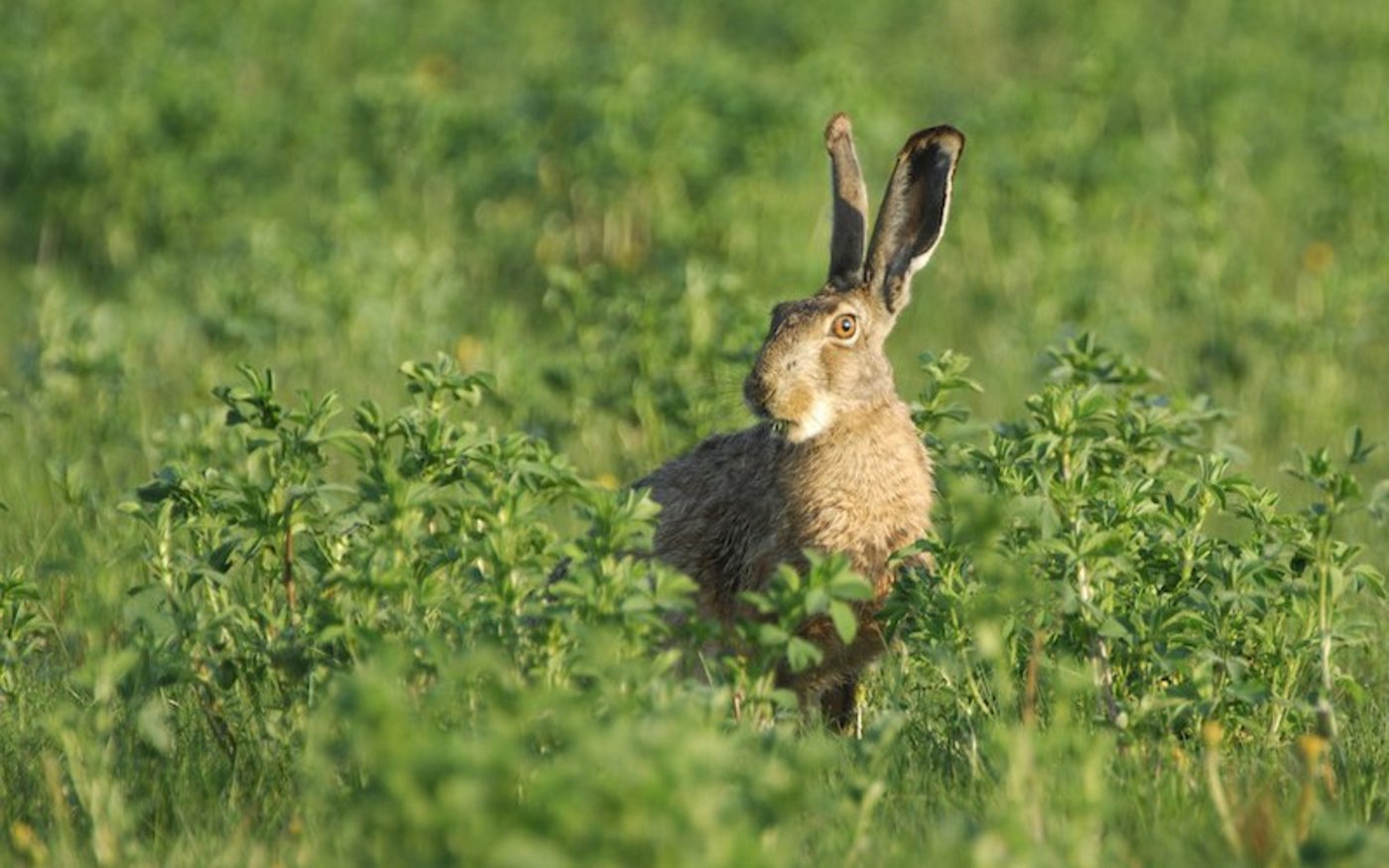 Der Schutz gefährdeter Arten wie Feldhasen würden durch die neue Gesetzgebung geschwächt, warnen Naturschutzorganisationen. (Bild zVg)