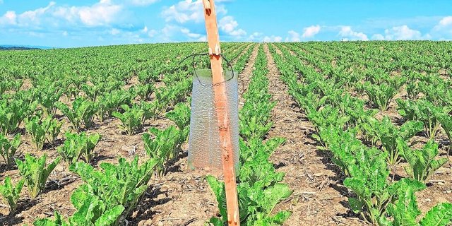 Das SBR-Monitoring hat gestartet. Auf über 60 Schweizer Rübenparzellen wurden Insektenklebefallen ausgesteckt