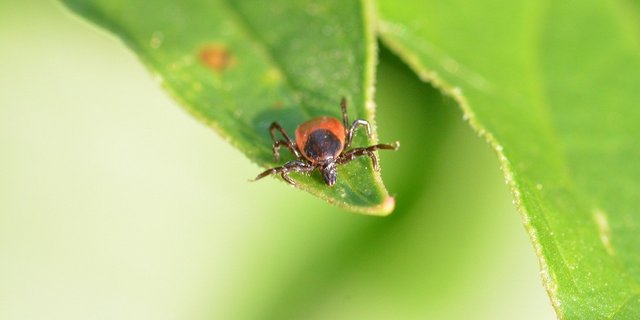 Zeckenschutz ist wichtig für Mensch und Tier, denn die Blutsauger können schwere Krankheiten übertragen. (Bild Pixabay)