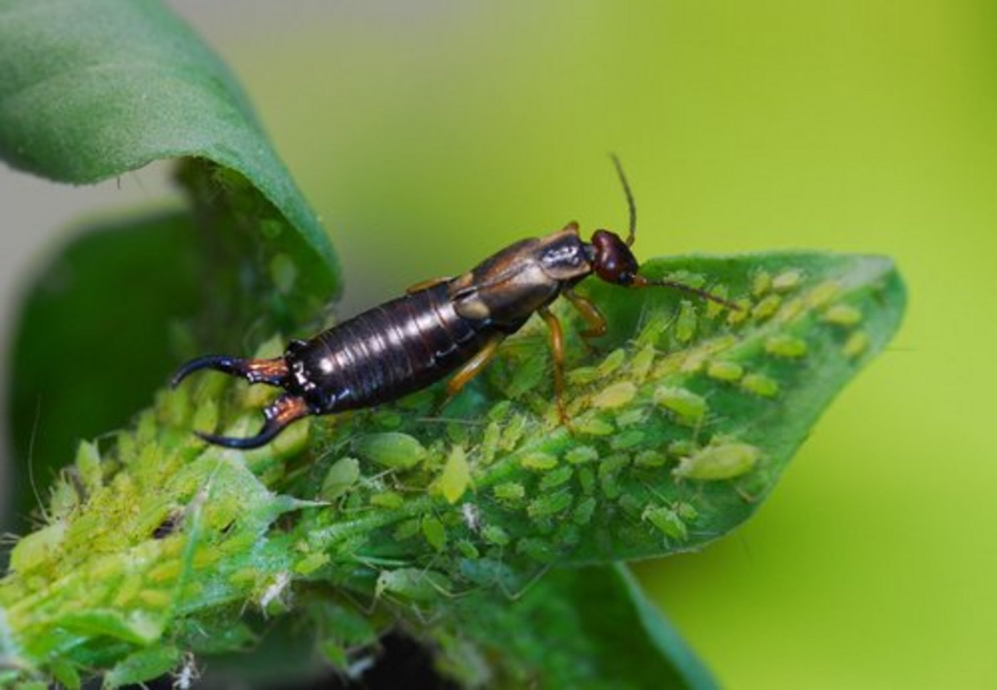 Eine Vielfalt in der Landschaft sorgt für eine natürliche Schädlingskontrolle. (Bild zvg)