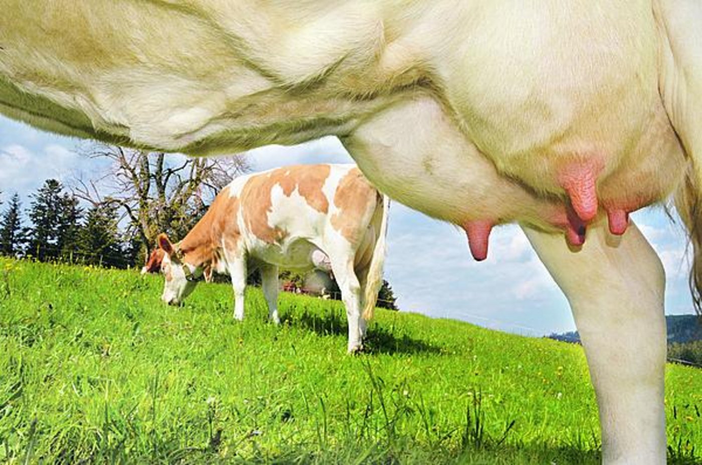 Milch-Richtpreis: Der Milchmarkt kommt nicht zur Ruhe. (Bild BauZ)