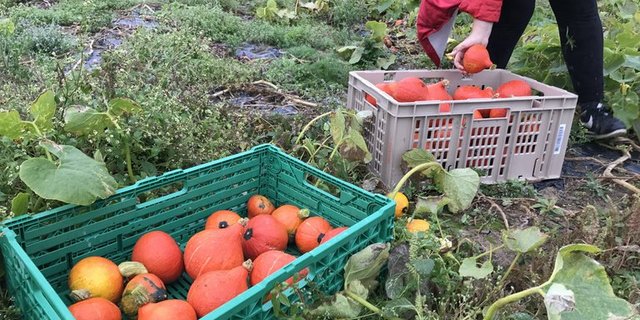 Den ersten Einsatz gab es bei der Kürbis-Ernte. (Bild OGG)