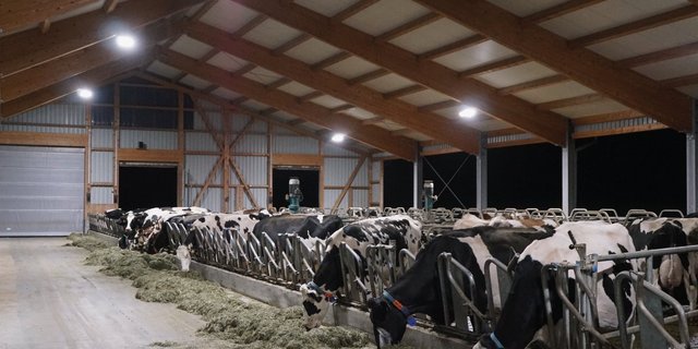 Ein hell beleuchteter Futtertisch animiert die Tiere im Stall von Peter Mosbergerin Gossau SG zum Fressen. Bild: Michael Götz
