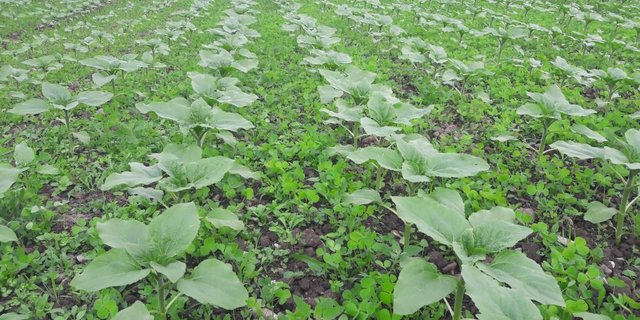 Untersaaten könnten den Einsatz von Herbiziden ablösen. Der Anbau müsse sich allerdings auch finanziell für den Landwirt lohnen, um einen Verzicht in Betracht zu ziehen. (Bild Hansruedi Schoch, Agridea)