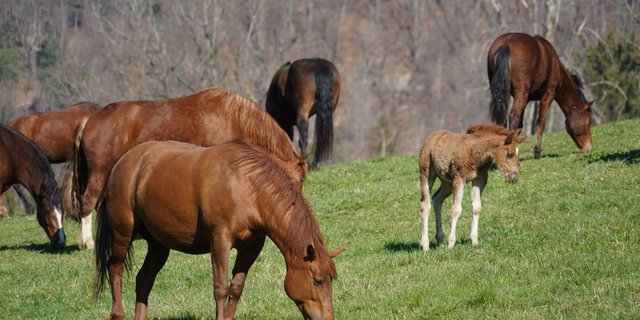 In der Schweiz haben nun auch Pferde eine Lobby im Parlament. (Bild lid)