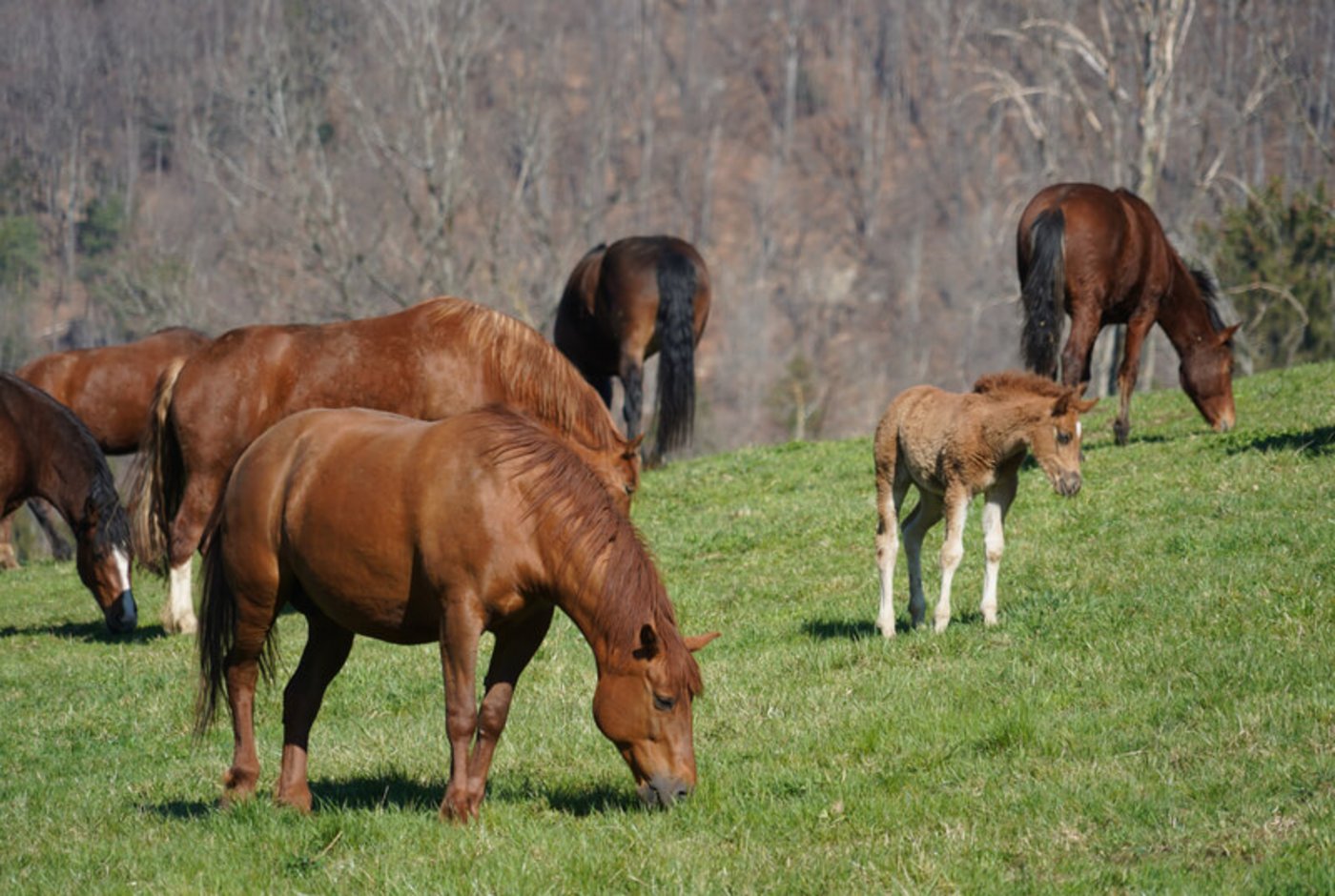 In der Schweiz haben nun auch Pferde eine Lobby im Parlament. (Bild lid)