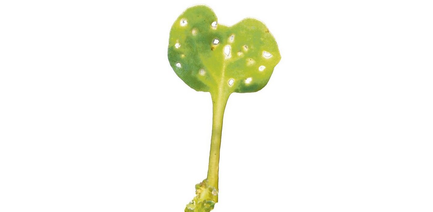 Weisse Stellen um die Löcher: Rapserdfloh.