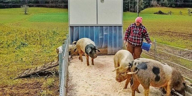 Der Hof Biseggmatte macht beim Projekt «Unser Hausschwein» mit. Die Schweine leben draussen und sind in die Fruchtfolge integriert.  