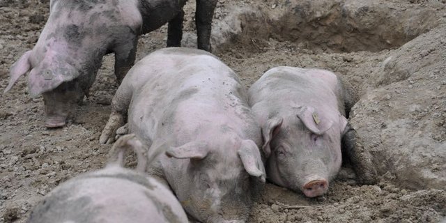 Keine Besserung in Sicht: QM Basispreis von Fr. 3,60 pro kg Schlachtgewicht ab Stall bleibt stabil. (Bild BauZ)