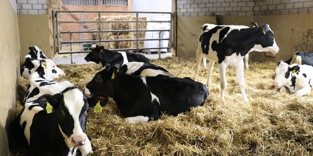 Bald werden auch die Daten der Holstein-Züchter von Qualitas verwaltet. (Bild BauZ/rae)