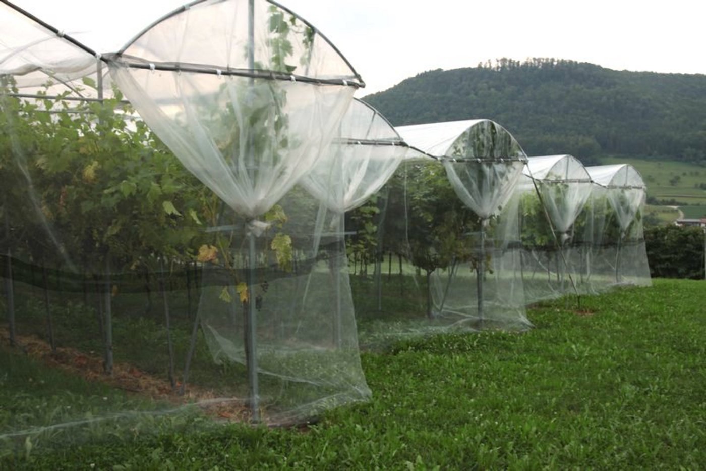 Der Faktor für die Entschädigungszahlung sichere keinen Gewinn für die Betroffenen, sondern soll die entstehenden Kosten kompensieren. Z. B. wenn an eine Obstanlage an einem anderen Standort neu aufgebaut werden muss. (Symbolbild BauZ)