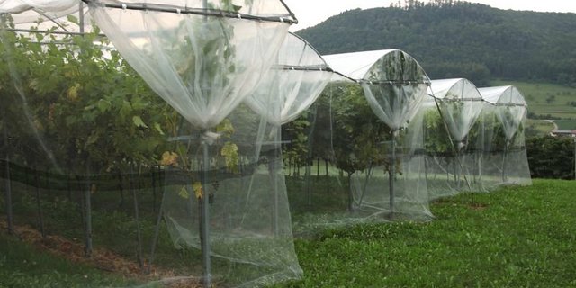 Der Faktor für die Entschädigungszahlung sichere keinen Gewinn für die Betroffenen, sondern soll die entstehenden Kosten kompensieren. Z. B. wenn an eine Obstanlage an einem anderen Standort neu aufgebaut werden muss. (Symbolbild BauZ)