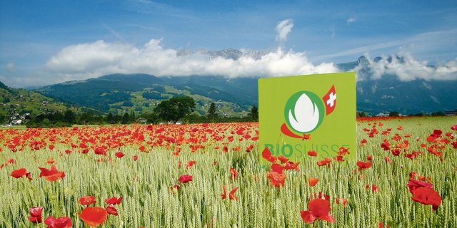 Bio hat im Bereich Pflanzenbau, so auch bei Getreide, noch viel Potenzial. Nicht einfach ist es im teils bereits gesättigten Milch- und Fleischmarkt. (Bild Bio Suisse)