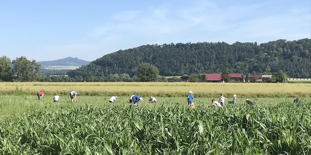 Bei Gnädingers auf dem Feld durften Privatpersonen Erbsen pflücken, die wegen des schlechten Wetters nicht geerntet werden konnten . So wurde Food Waste verhindert. (Bild Fam. Gnädinger)