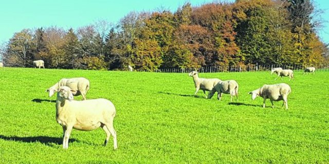 Auf immer mehr Schafbetrieben kann aufgrund von Resistenzen kaum noch Entwurmungsmittel eingesetzt werden. (Bild Martin Schafer)