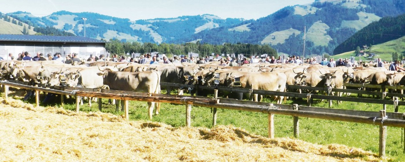 Viehschau im Kanton Schwyz: Nicht nur viele Kühe, sondern auch viele Leute. Nun sind die Organisatoren gespannt, ob die künftigen Corona-Regeln im Herbst die Durchführung überhaupt zulassen. (Bild Konrad Schuler)