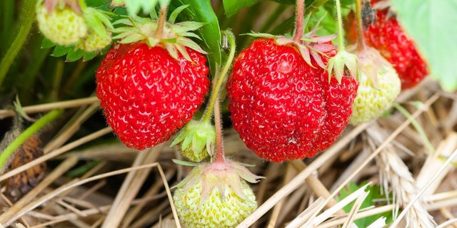Anstehend ist die Erdbeer- und Spargelernte in der Schweiz. (Bild Pixabay)