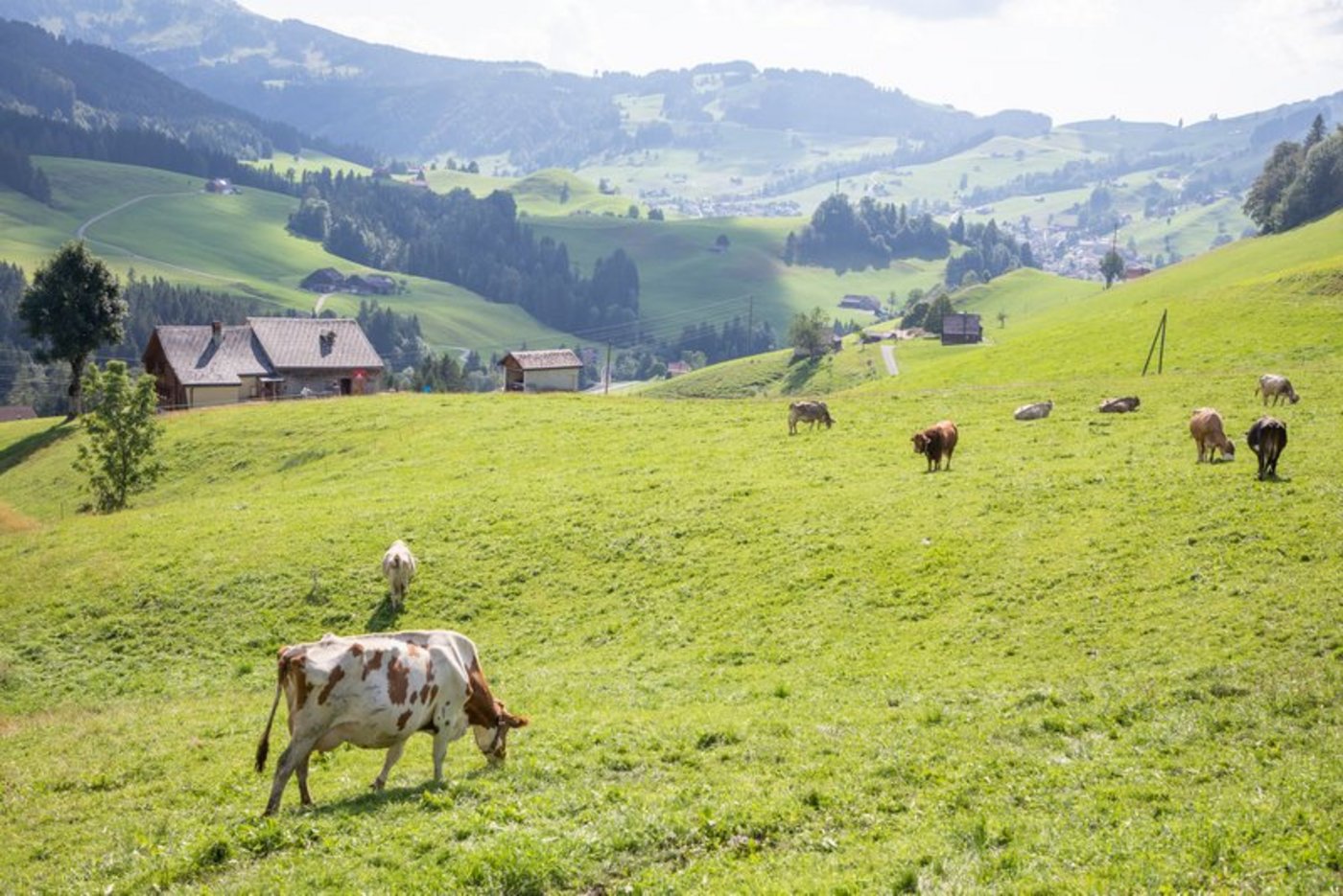 Aus der abgedunkelten Wohnung vor dem Bildschirm auf einen Betrieb mit Arbeit im Freien – so kann eine Therapie aussehen. (Symbolbild BauZ)