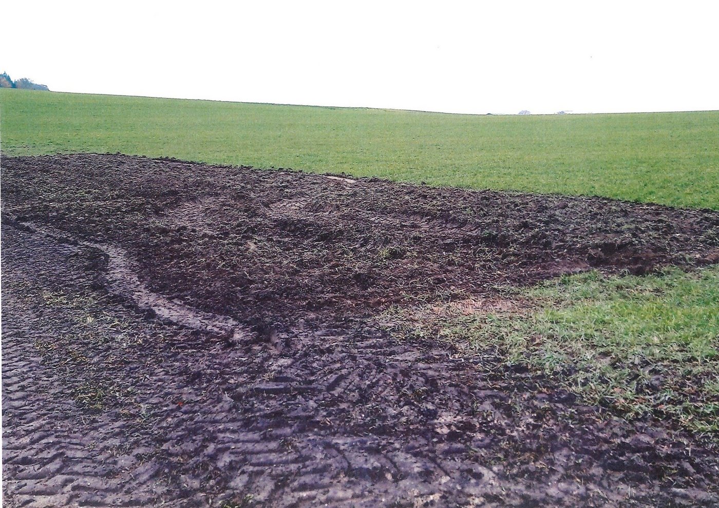 So sah die Parzelle aus, nachdem die Verlademaschine im November 2019 die 195 t Zuckerrüben auflud.  Wer für den hohen Fremdbesatz verantwortlich ist, steht immer noch nicht fest. (Bild zVg)