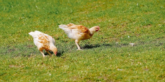 Tiere können PFAS von belasteten Böden aufnehmen. Das Nutzen verschiedener Weideflächen beugt daher zu hohen Werten in Fleisch oder Eiern vor.