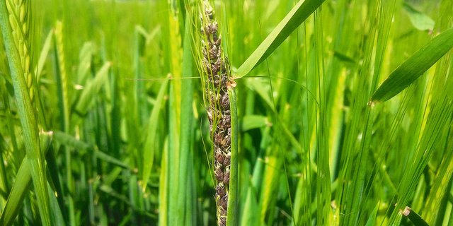 Flugbrand: Anstelle der Kornausbildung bilden sich Brandbutten mit dunkelbraunen oder schwarzen Sporenmassen. (Bild Sebastian Hagenbuch/die grüne)