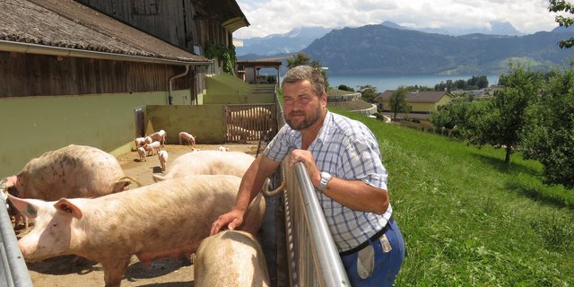 Biobauer Kaspar Hofer aus Meggen beim Auslauf für die Muttersauen und Ferkel. Die Gerüche und fehlenden Mindestabstände zum nahen Siedlungsgebiet bereiten derzeit Sorgen. (Bild Josef Scherer)
