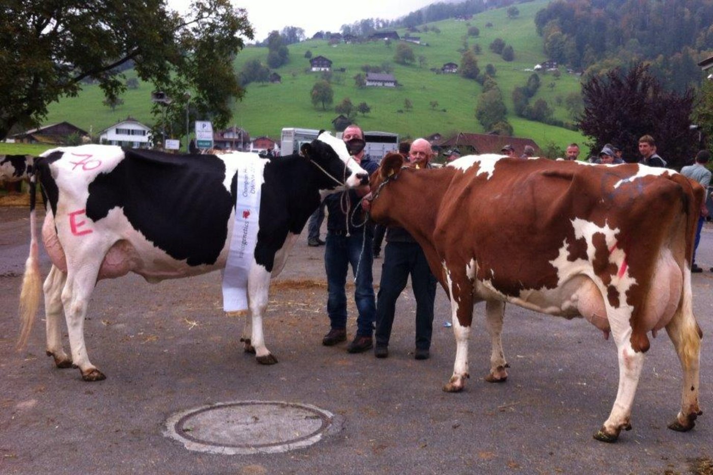 Champion Kuh Cora (l) und Reservechampion Arvi