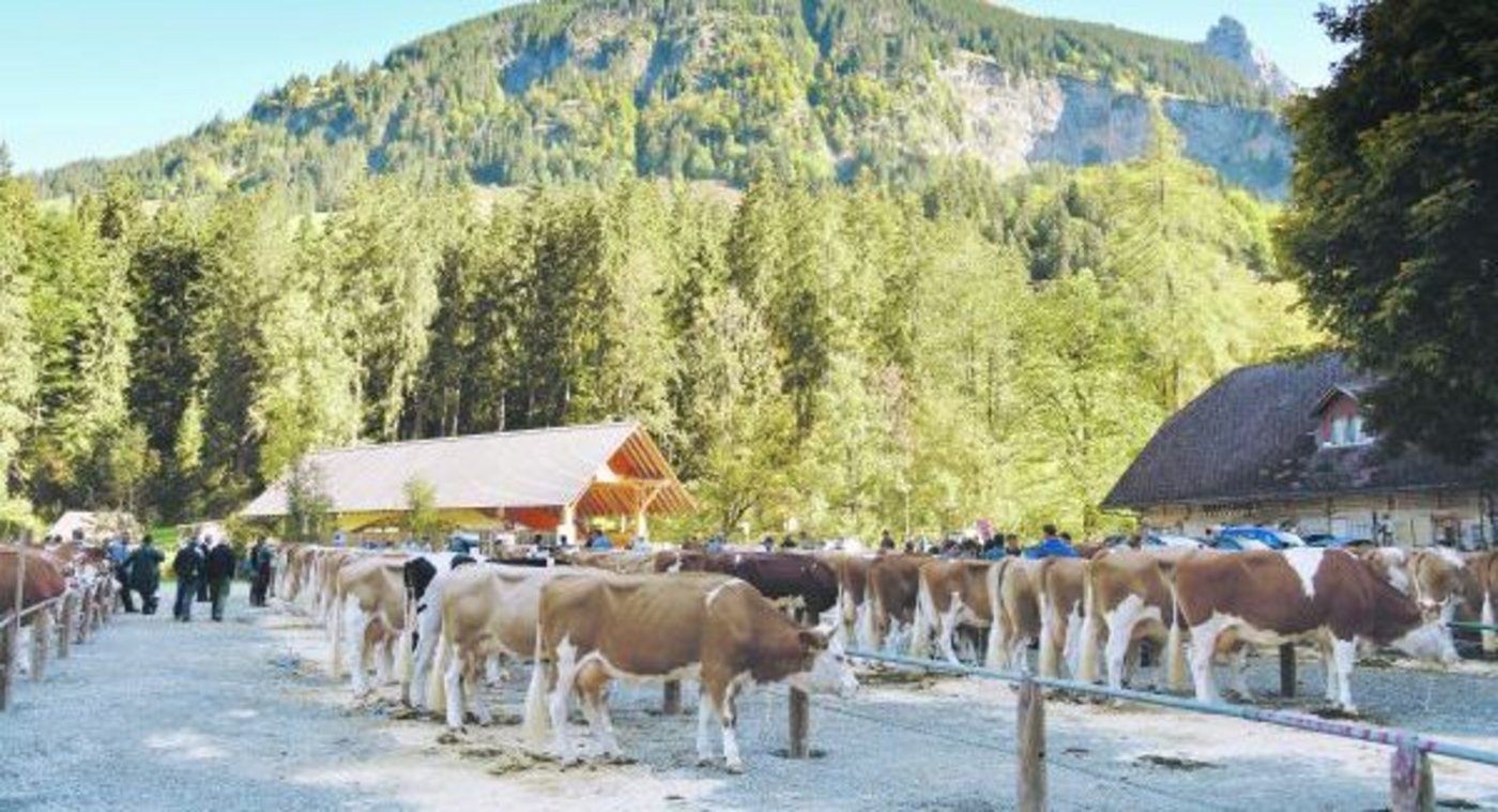 Für viele Züchter sind Beständeschauen immer noch ein wichtiger Gradmesser für die eigene Zucht. So auch an der Herbstschau 2018 im Kemmeriboden-Bad in Schangnau BE. (Bild Peter Fankhauser)