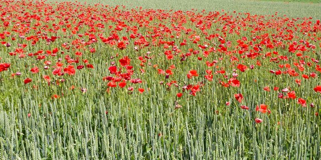Sieht schön aus, aber leidet hier die Kultur und wäre eine Herbizidbehandlung angebracht? (Bild Agroscope / O. Praodi)