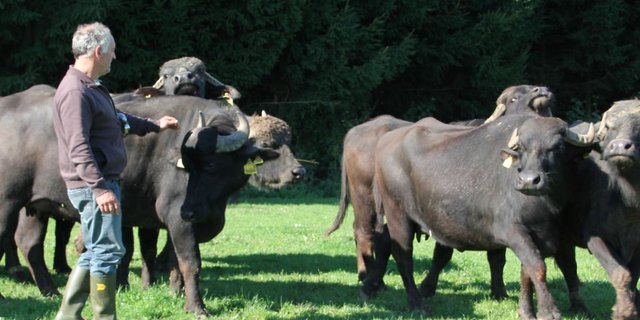 Josef Villiger mit seiner Wasserbüffelherde. (Bild Brunnenhof Sins)