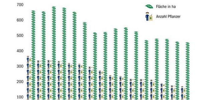 Die Anzahl Tabakpflanzer und bepflanzter Fläche sind rückläufig. (Daten Swiss Tabac/Agristat/Grafik Thomas Bernard)