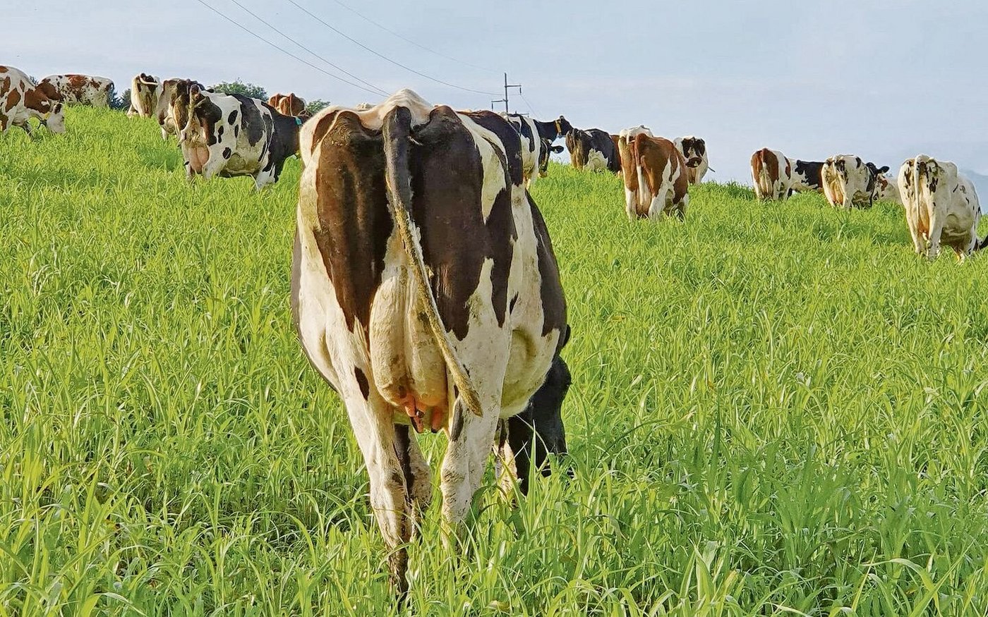 Sorghumweide mit Kühen