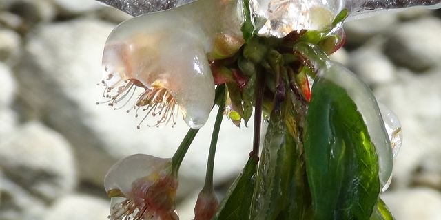 Gegen Frostschäden gibts neu eine Versicherung. (Bild Pixabay)